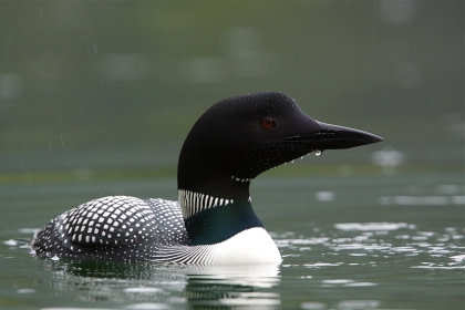 Common Loon