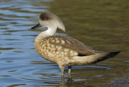 Crested Duck
