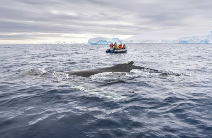 Antarctica - Beyond the Polar Circle - whale watching - Aurora Australis / Southern Lights