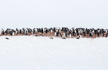 Antarctica - Discovery and learning voyage