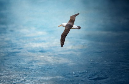 Falkland Islands - South Georgia - Antarctica