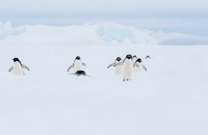 Antarctica - Weddell Sea Explorer Basecamp - free polar activities (kayaking, hiking, photo workshop, snorkeling)