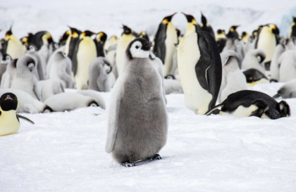 Weddell Sea – In search of the Emperor Penguin, incl. helicopters