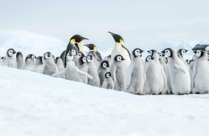 Weddell Sea – In search of the Emperor Penguin, incl. helicopters