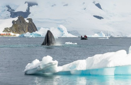 Antarctica - Whale watching