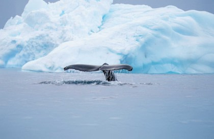Antarctica - Whale watching