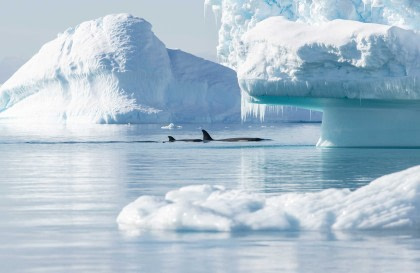 Antarctica - Elephant Island - Weddell Sea - Polar Circle