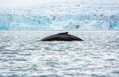 North Spitsbergen Explorer - Versatile landscapes, sea ice & wildlife - Summer Solstice