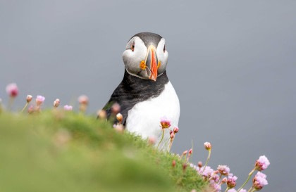 Arctic Ocean - Jan Mayen, Ice edge, Spitsbergen, Birding