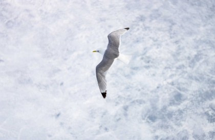 Arctic Ocean – Northwest Iceland  - Pack Ice – Grimsey – Jan Mayen – Ice Edge – Spitsbergen