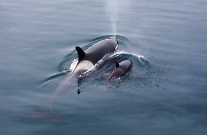 North Sea - Vlissingen to Aberdeen