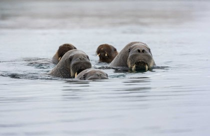 Around Spitsbergen, In the realm of Polar Bear & Ice