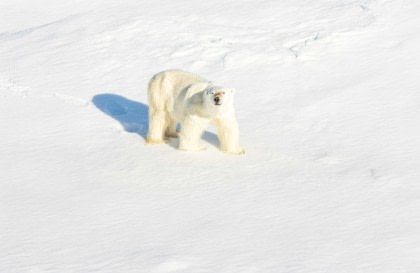 North Spitsbergen Explorer – Into the Pack Ice – Polar Bear & Whale Special