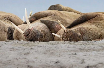 North Spitsbergen Explorer - Versatile Landscapes, Sea Ice & Wildlife - Summer Solstice