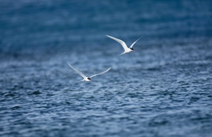 North Sea - Vlissingen to Aberdeen