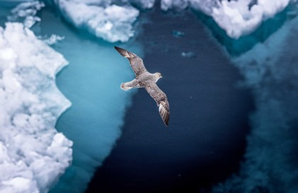 Arctic Ocean - Spitsbergen: Jan Mayen, Ice Edge & Birding - Summer Solstice