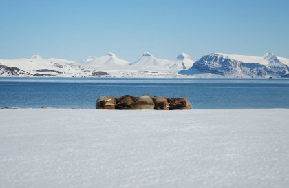 A Taste of North Spitsbergen - Compact Arctic Adventure