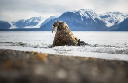 17 Days Extensive Arctic Ocean - North Spitsbergen Explorer