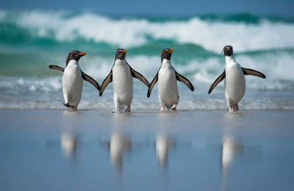 Falkland Islands, South Georgia & Antarctica - Birding Special