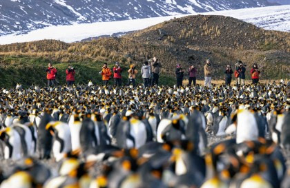 Atlantic Odyssey, incl. Antarctic Peninsula to St. Helena
