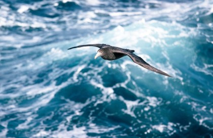 Atlantic Odyssey, incl. Antarctic Peninsula to Cape Verde