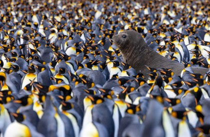 Falkland Islands, South Georgia & Antarctic Peninsula