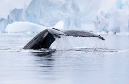 Antarctica - Whale Watching