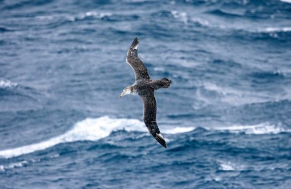 Atlantic Odyssey, excl. Antarctic Peninsula