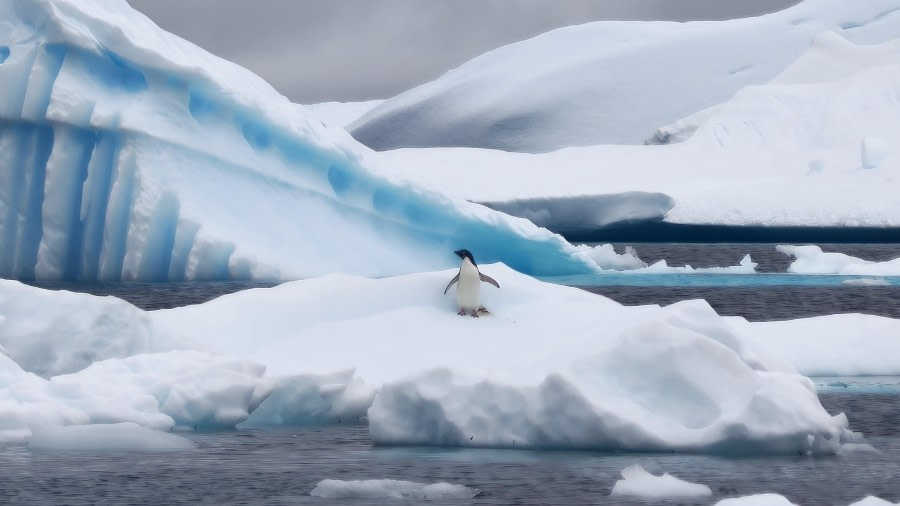 Adele Penguin on floe